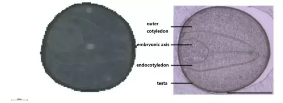 Scanned image and structural schematic of rapeseed showing tissue morphology